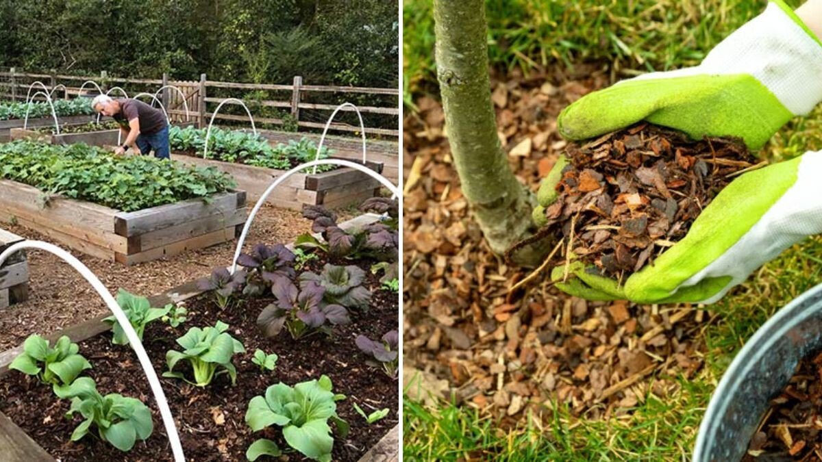 Gardening Experiment