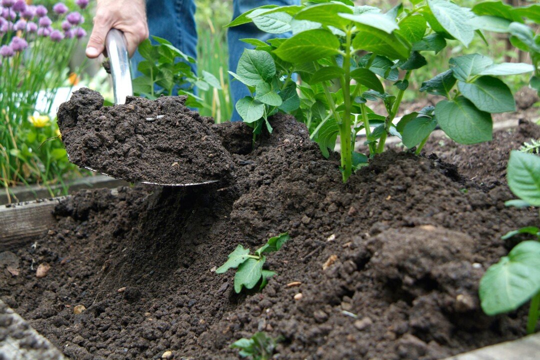 earthing up in potatoes