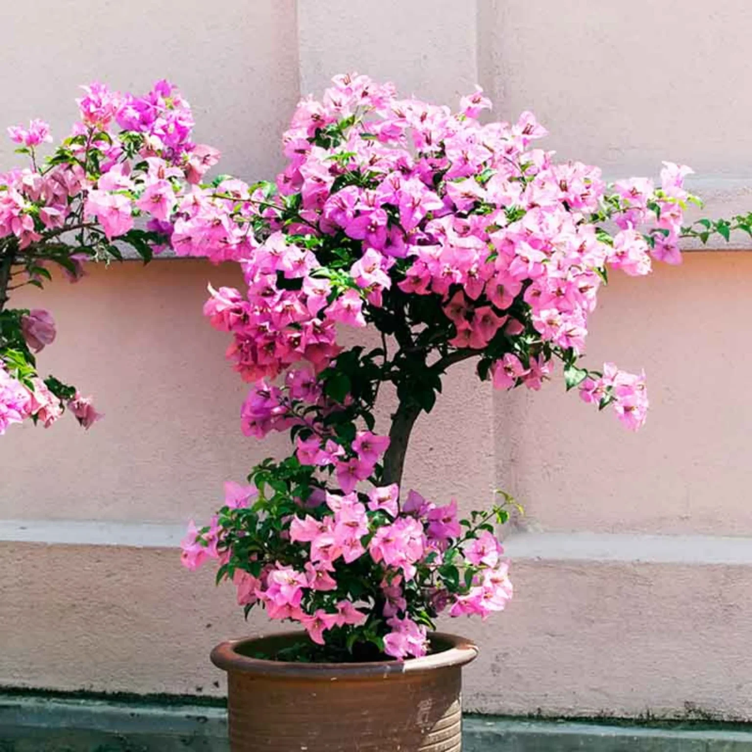 Bougainvillea Flowers