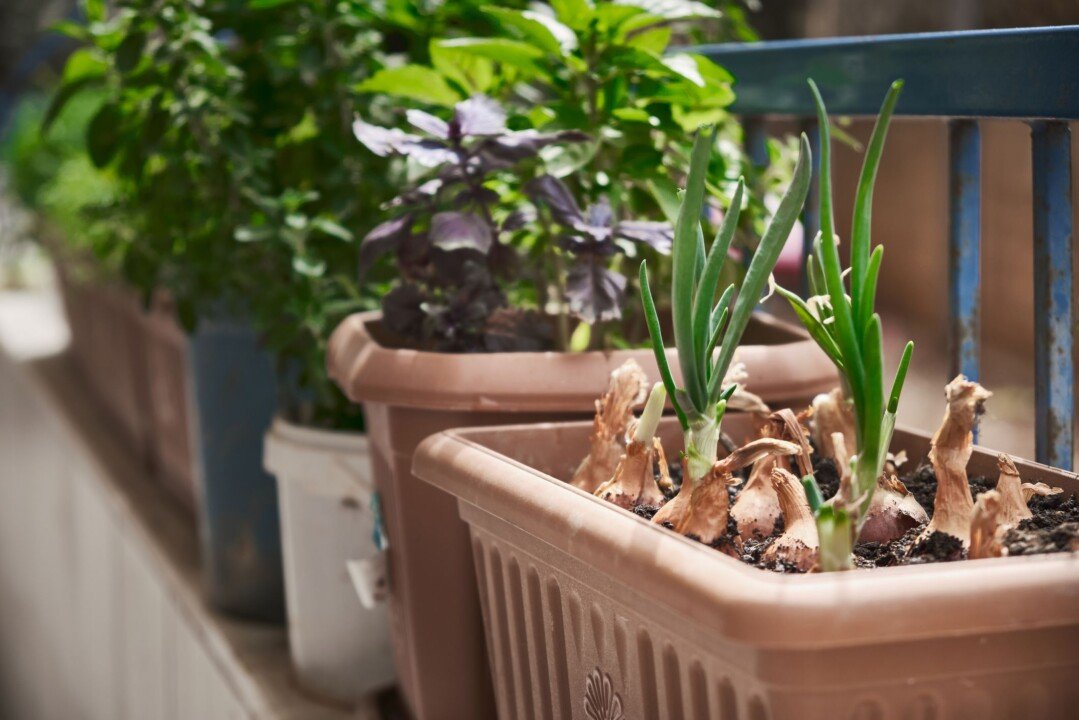How to Grow Onion Plants at Home