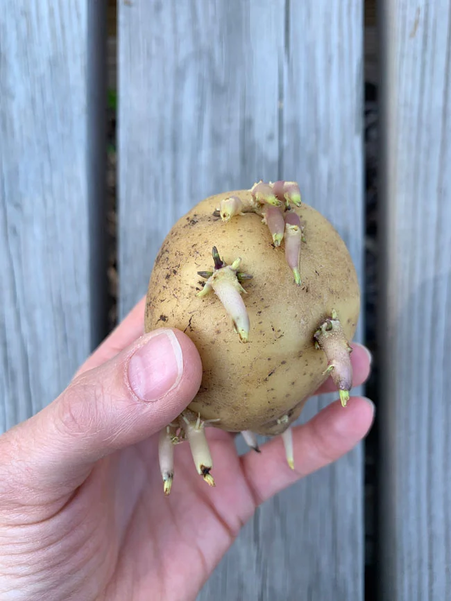 potatoes seeds
