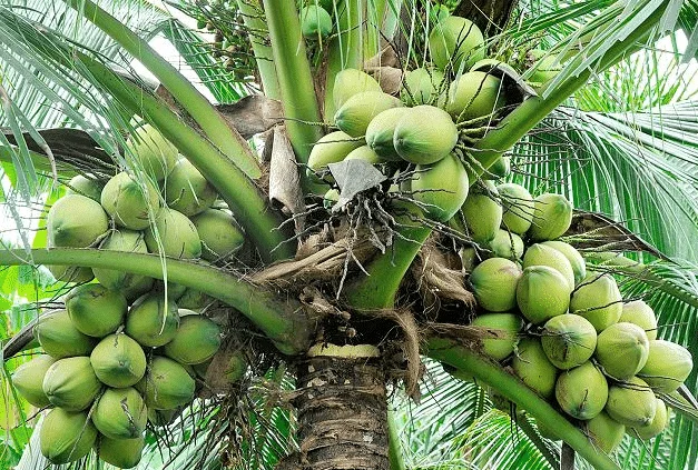 How to grow coconut tree