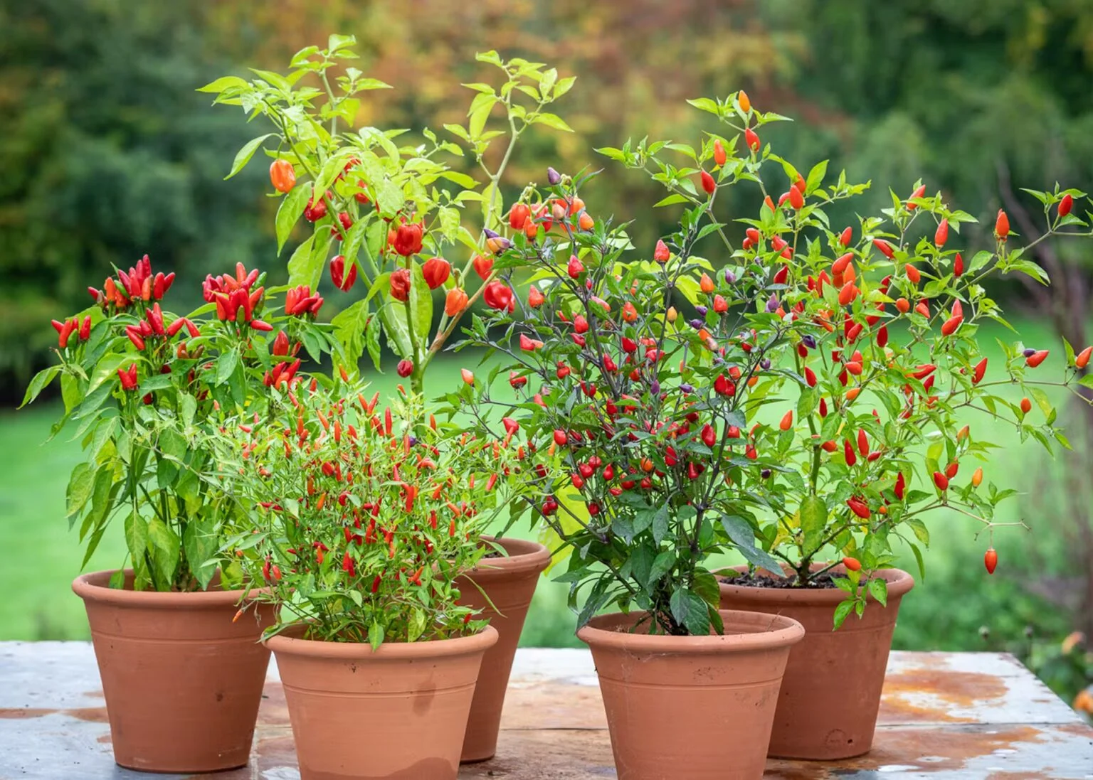 chili plants