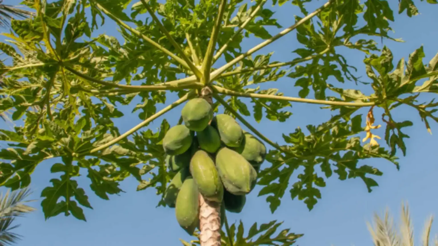 How to Grow Papaya