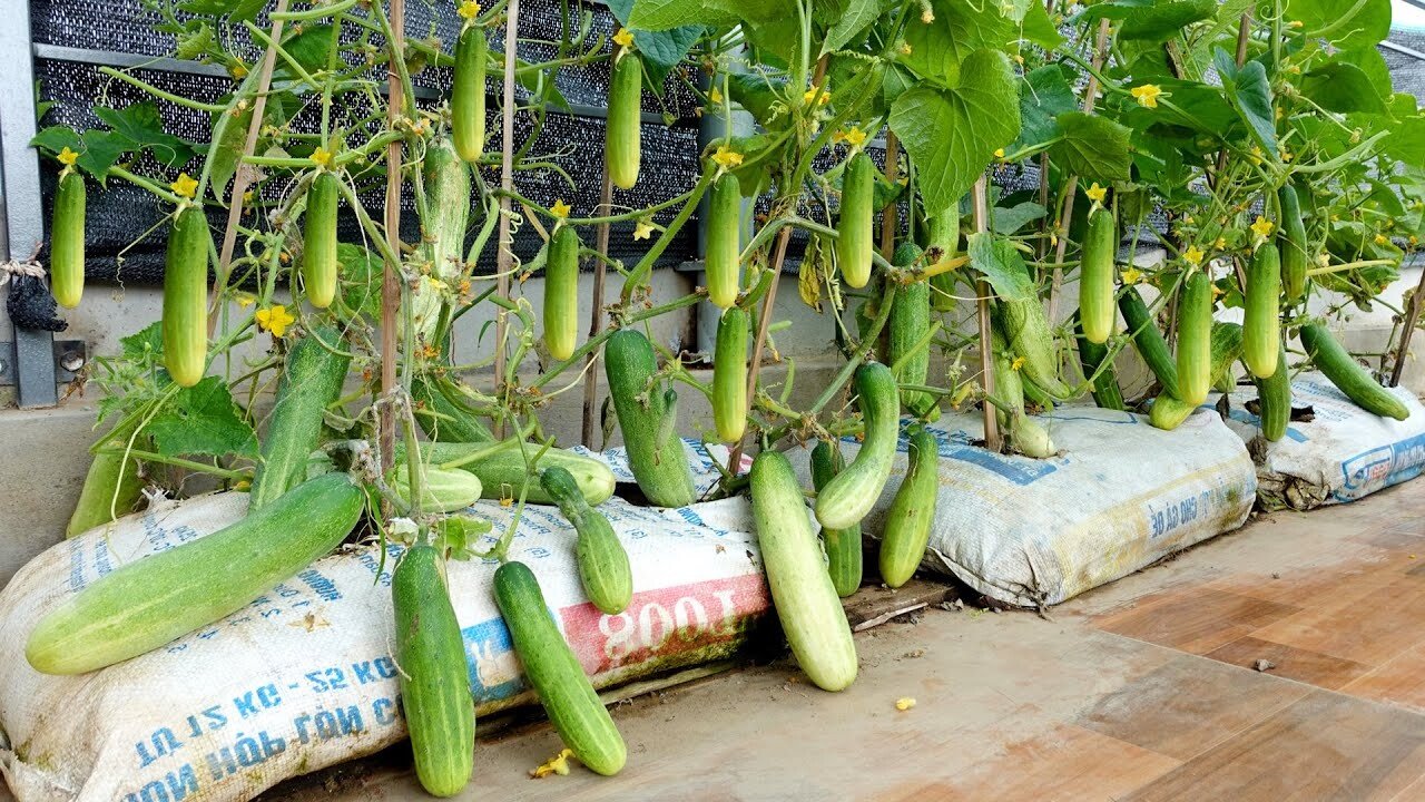 How to Grow Cucumber in Balcony