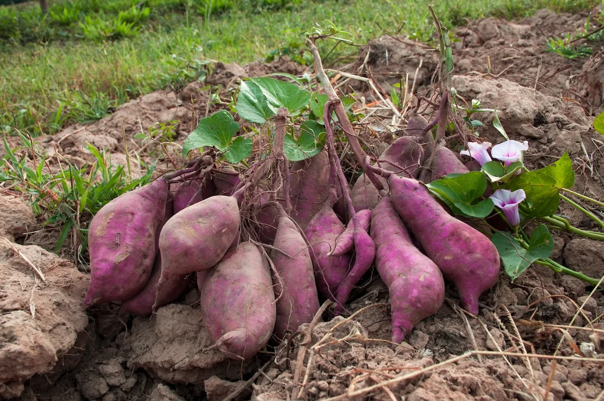 how to grow sweet potatoes in a pot