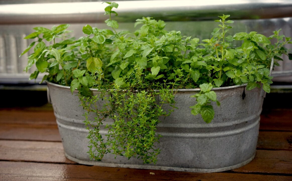 Herbs Planter