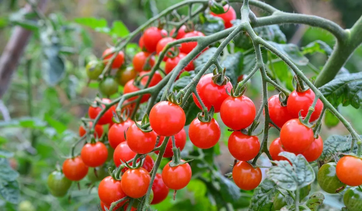 2026 Smart Garden Trend