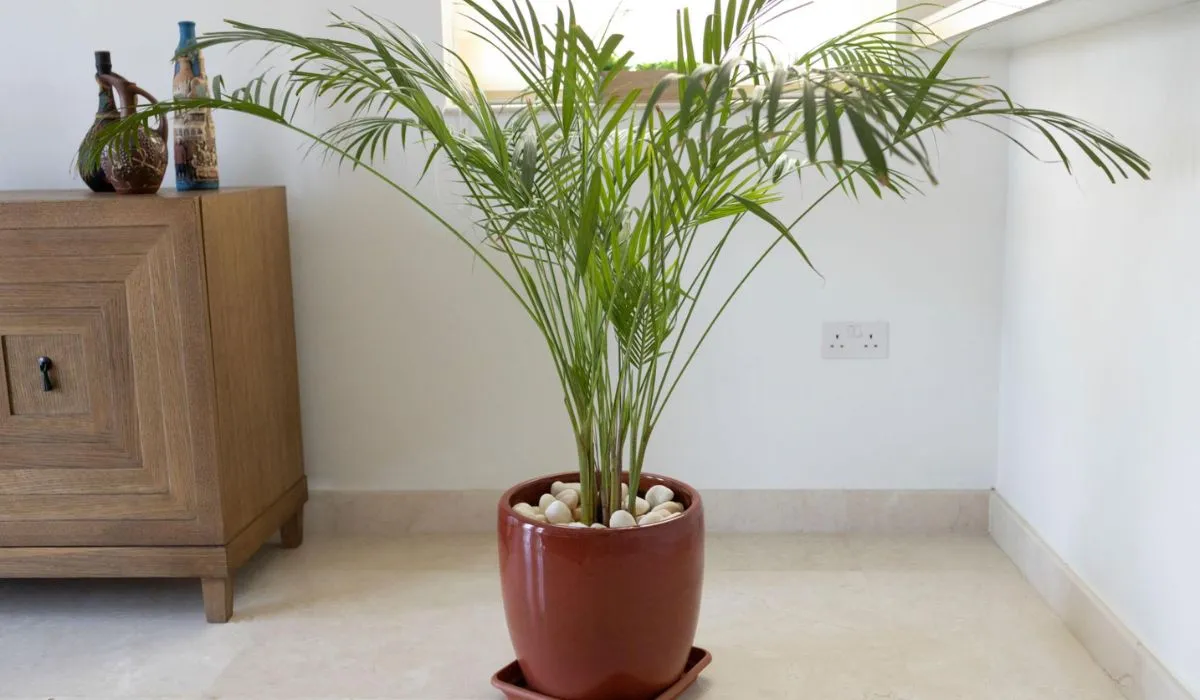 Bamboo palm care