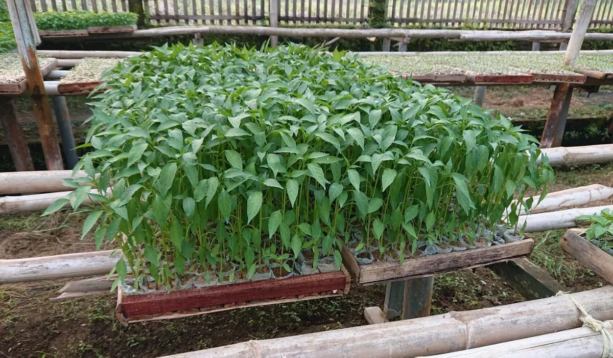 How to Grow Red Chillies