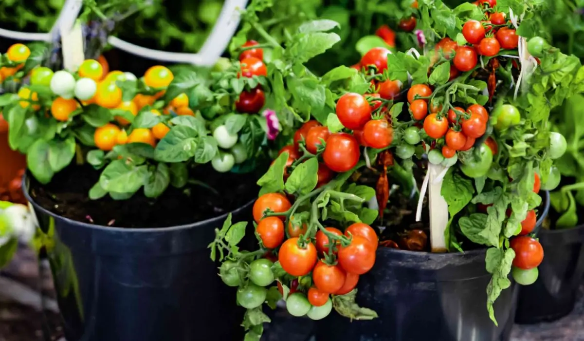 How to Grow Tomatoes on a Balcony