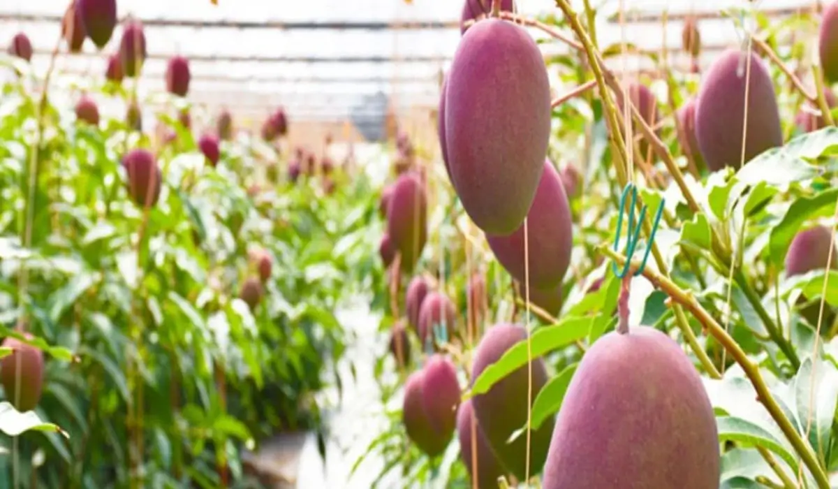 How to Grow the World’s Most Expensive Mango at Home
