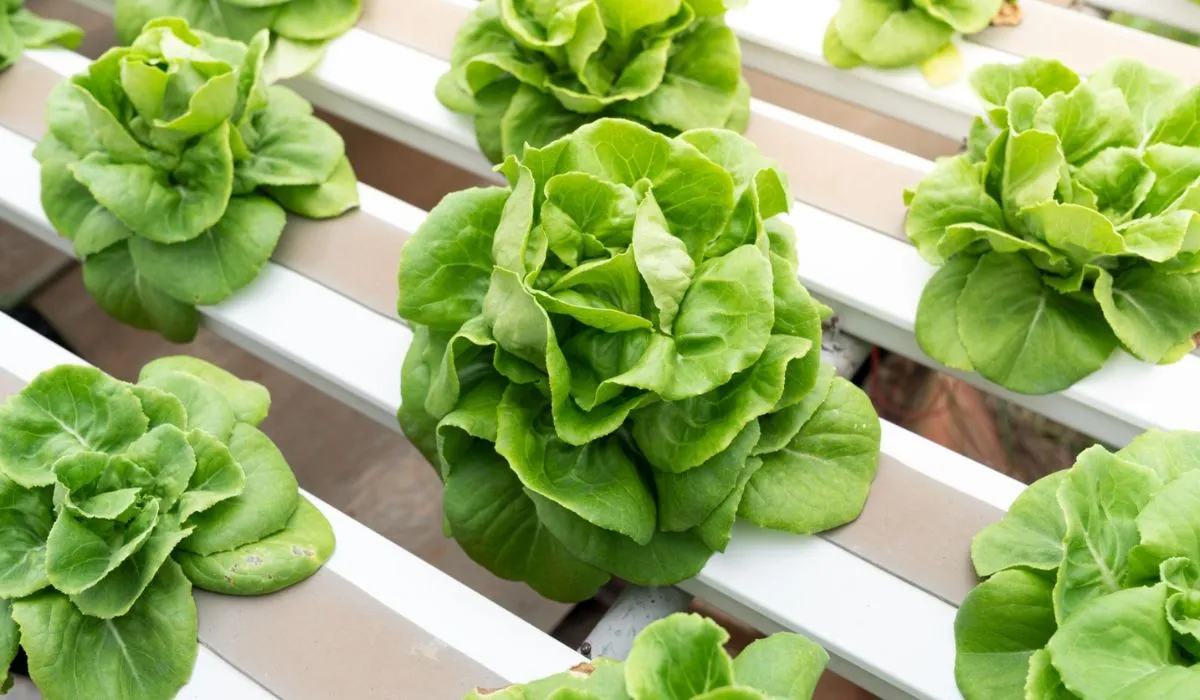 Hydroponic Lettuce 2026