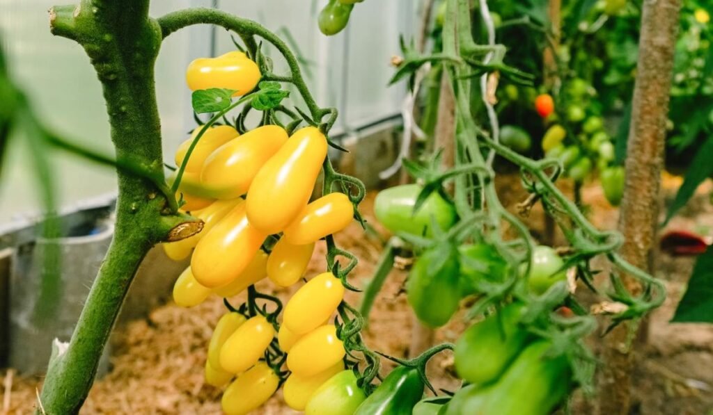 Upside Down Tomato Planter