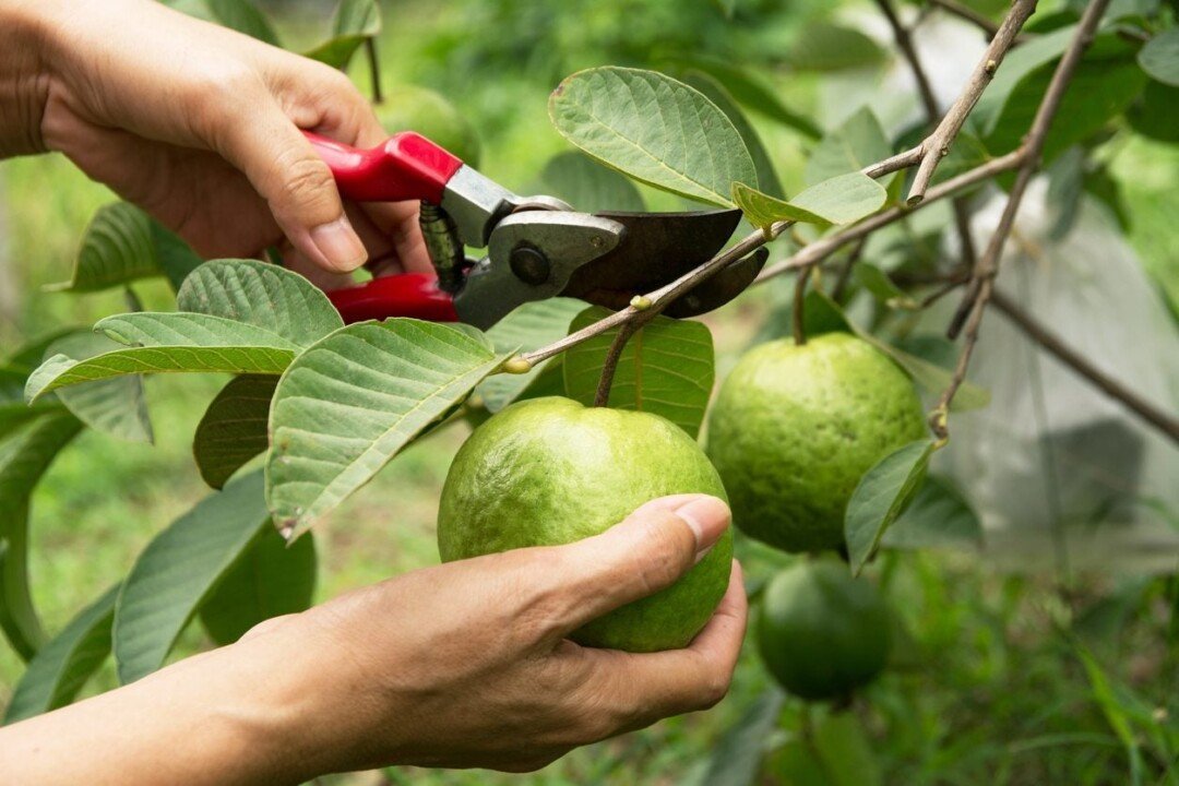 Guava plant pruning  