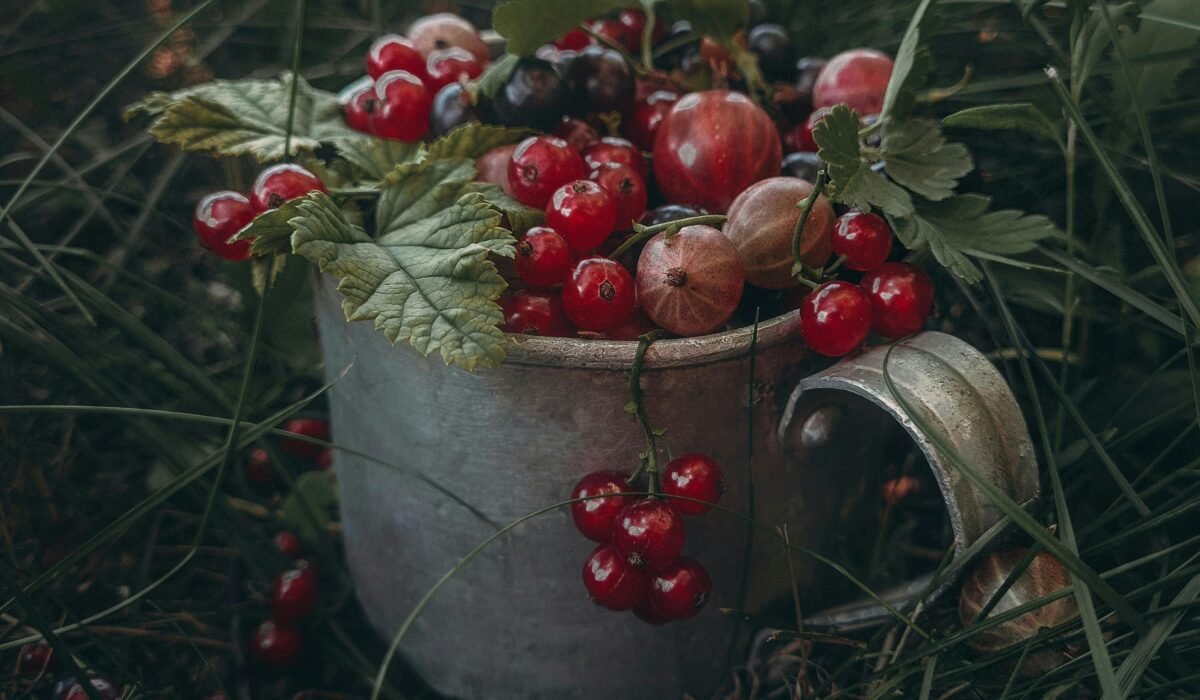 A rustic metal cup filled with fresh currants and berries surrounded by leaves, set in grass. — Photo by Yulia Ilina on Pexels
