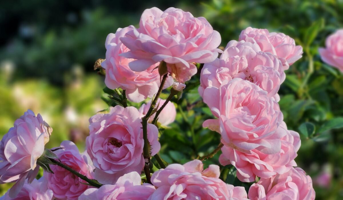 Close-up of vibrant pink roses in a garden, capturing natural beauty. — Photo by Alex Ohan on Pexels
