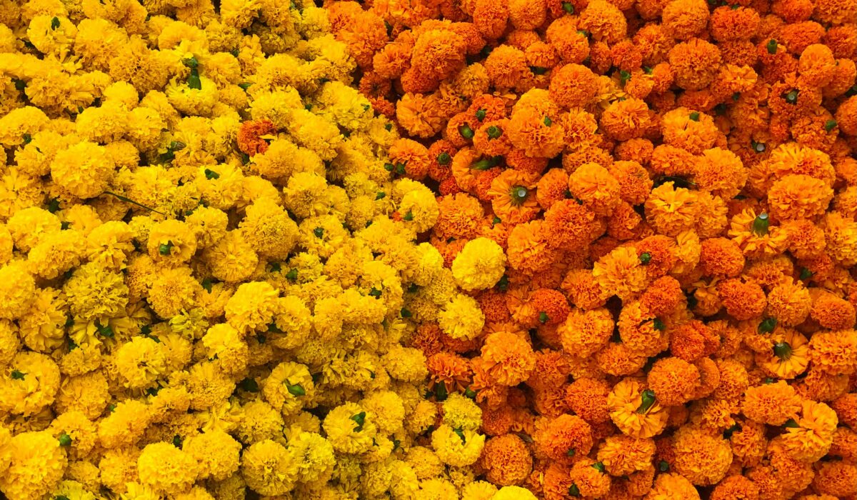 A vibrant display of yellow and orange marigold flowers, arranged in a striking pattern. — Photo by ARGA on Pexels