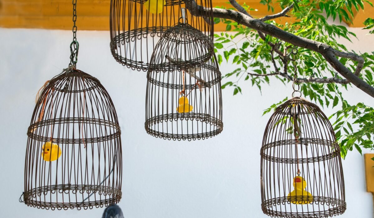 Four wire cages with yellow rubber ducks hang from a tree branch, creating a whimsical outdoor scene. — Photo by Enrique on Pexels