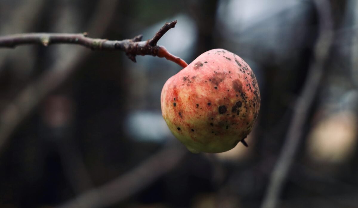 A rotten apple hanging from a tree branch in a natural outdoor setting. — Photo by Took A Snap on Pexels