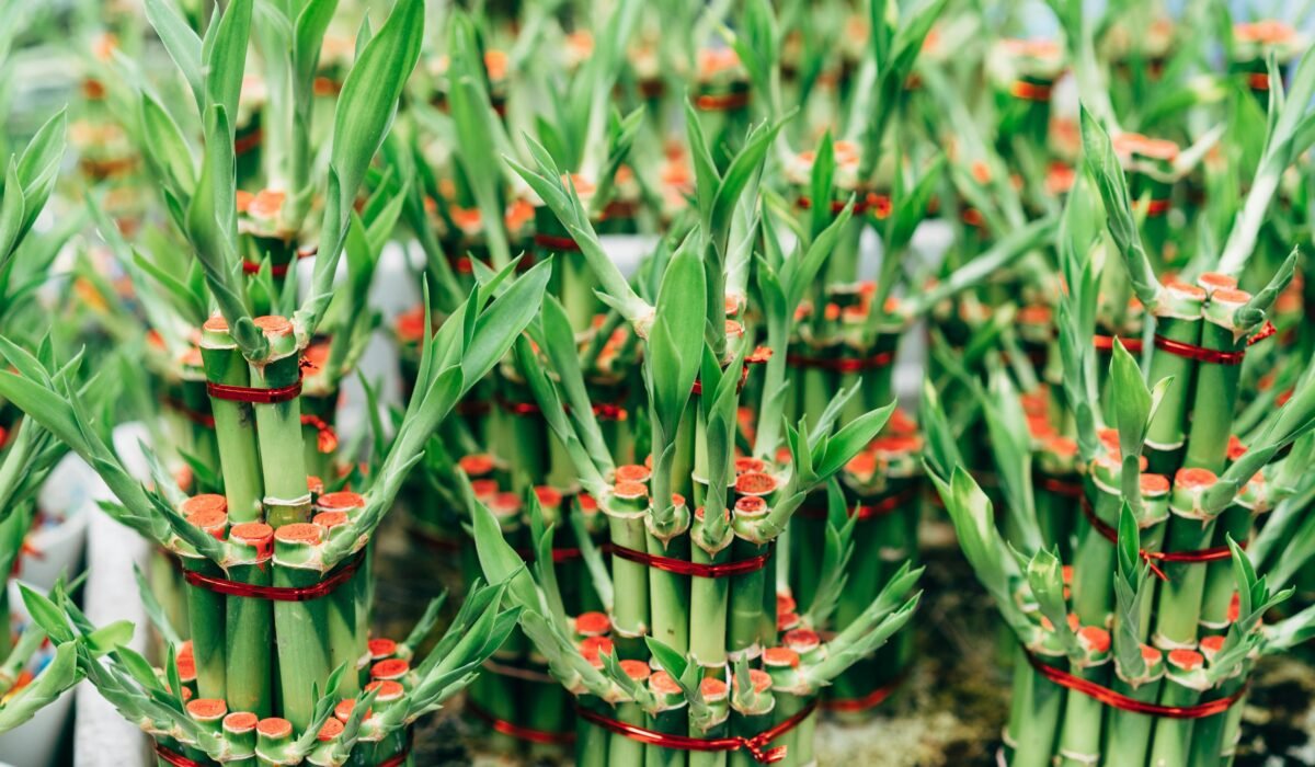 Abundant clusters of lucky bamboo plants tied with red ribbons for decorative purposes. — Photo by Markus Winkler on Pexels