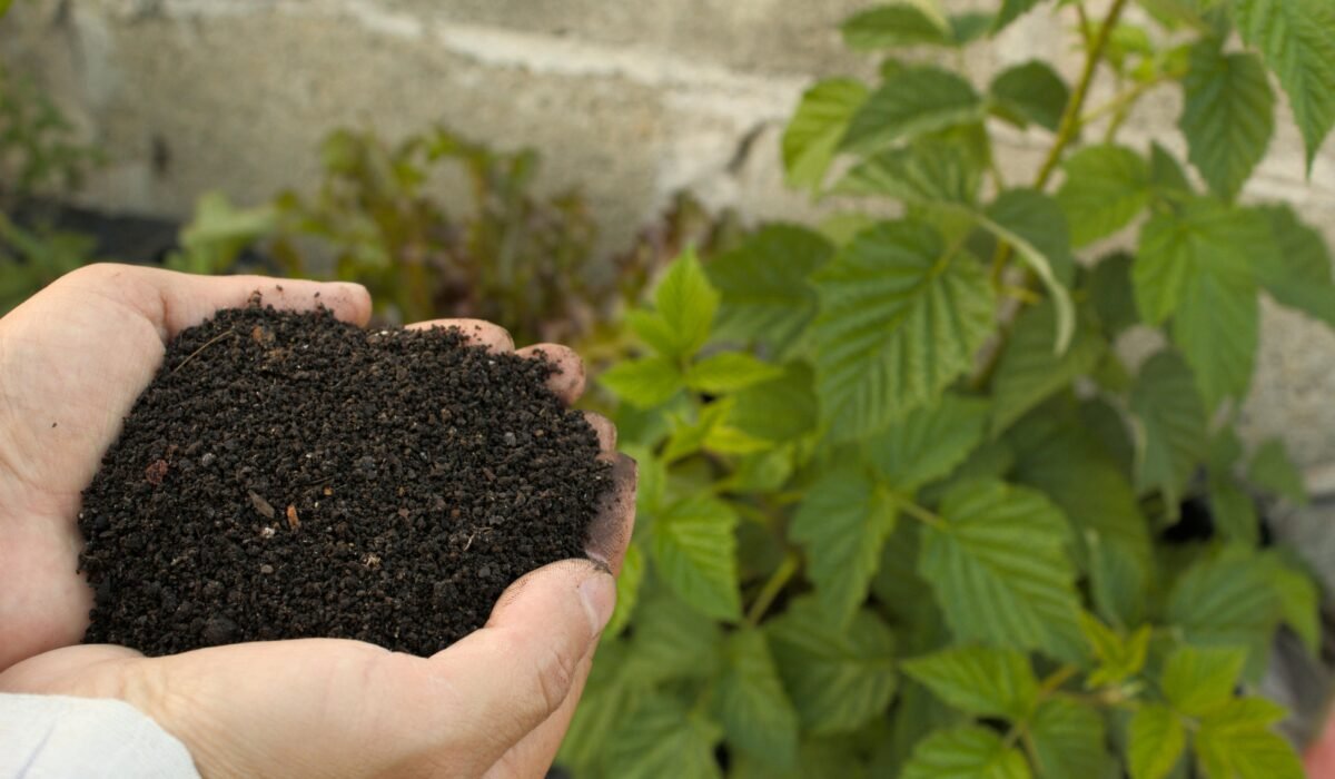 Close-up of hands holding nutrient-rich compost beside lush green plant in a garden. — Photo by Juan J. Morales-Trejo on Pexels