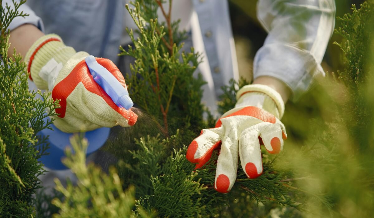 Close-up of gardener's hands wearing gloves, spraying green plants outdoors. — Photo by Gustavo Fring on Pexels