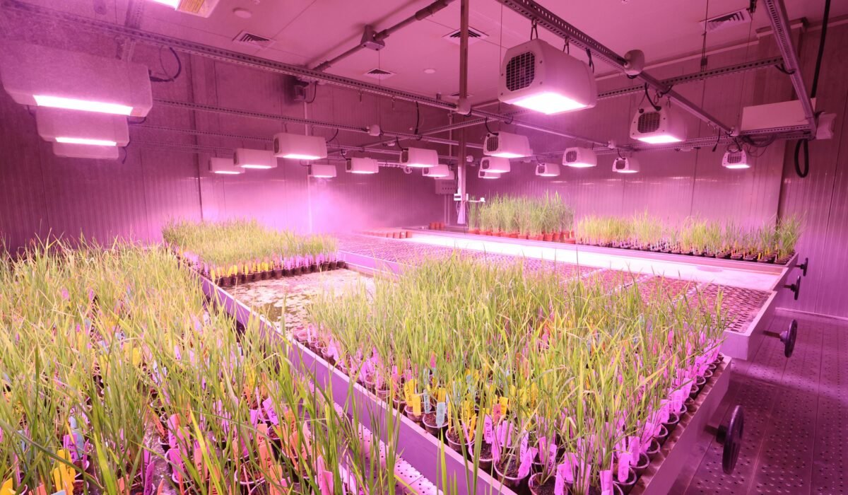 High-tech indoor plant laboratory using LED lights for research. — Photo by Resham Kumari on Pexels