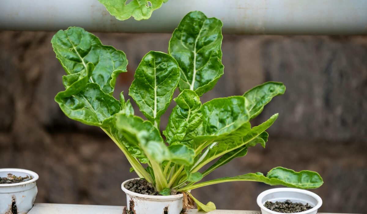 A vibrant Swiss chard plant growing in an urban hydroponic garden in Nairobi, Kenya. — Photo by Collines Omondi on Pexels