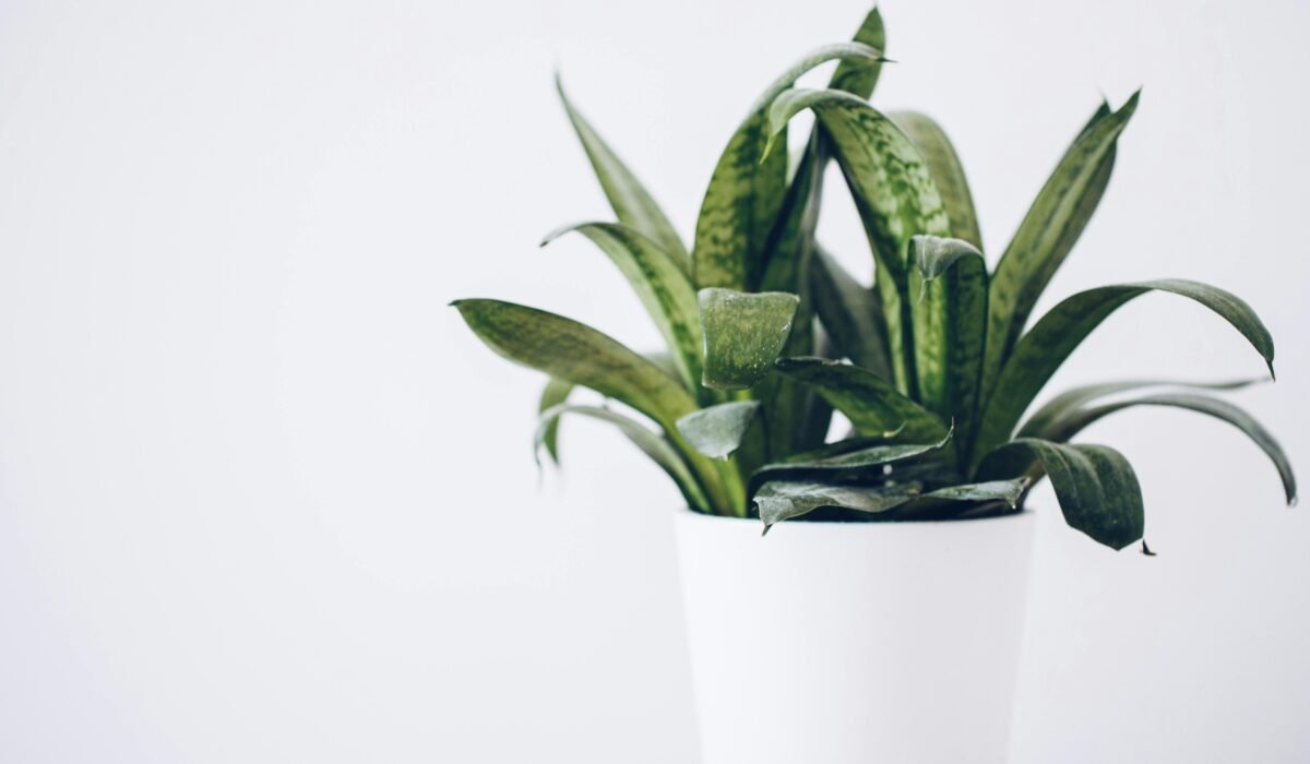 Close-up of a lush snake plant in a white pot against a neutral background, perfect for indoor decor inspiration. — Photo by Damian Apanasowicz on Pexels