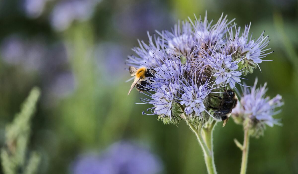 A vibrant scene of a bumblebee pollinating a purple wildflower in a sunny meadow. — Photo by Wolfgang Vrede on Pexels