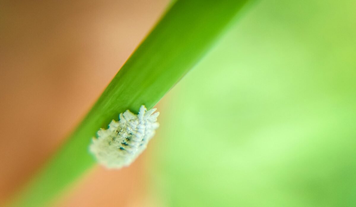Close-up view of a mealybug on a green plant leaf with a blurred background highlighting its subtle details. — Photo by Ravi Kant on Pexels