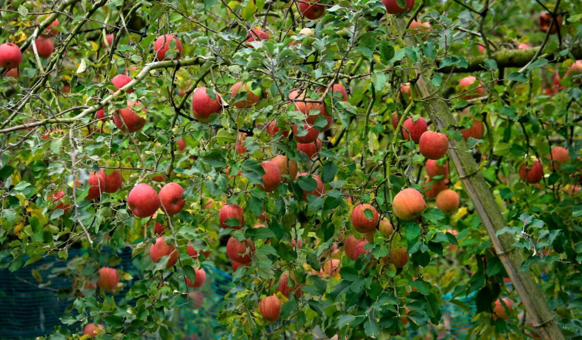 Bright red apples on lush green trees in a serene orchard setting, perfect for harvest themes. — Photo by Jeffry Surianto on Pexels