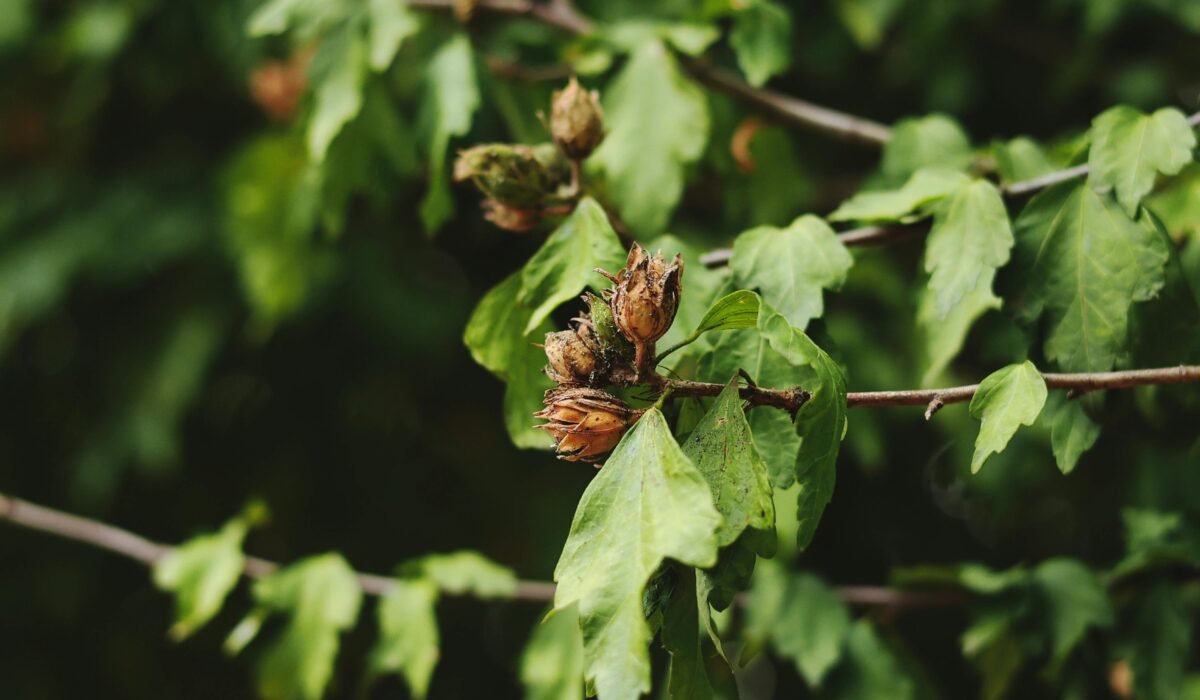Close-up of a Rhabdophaga rosaria gall on a green leafy branch in Bulgaria. — Photo by Ivan Georgiev on Pexels