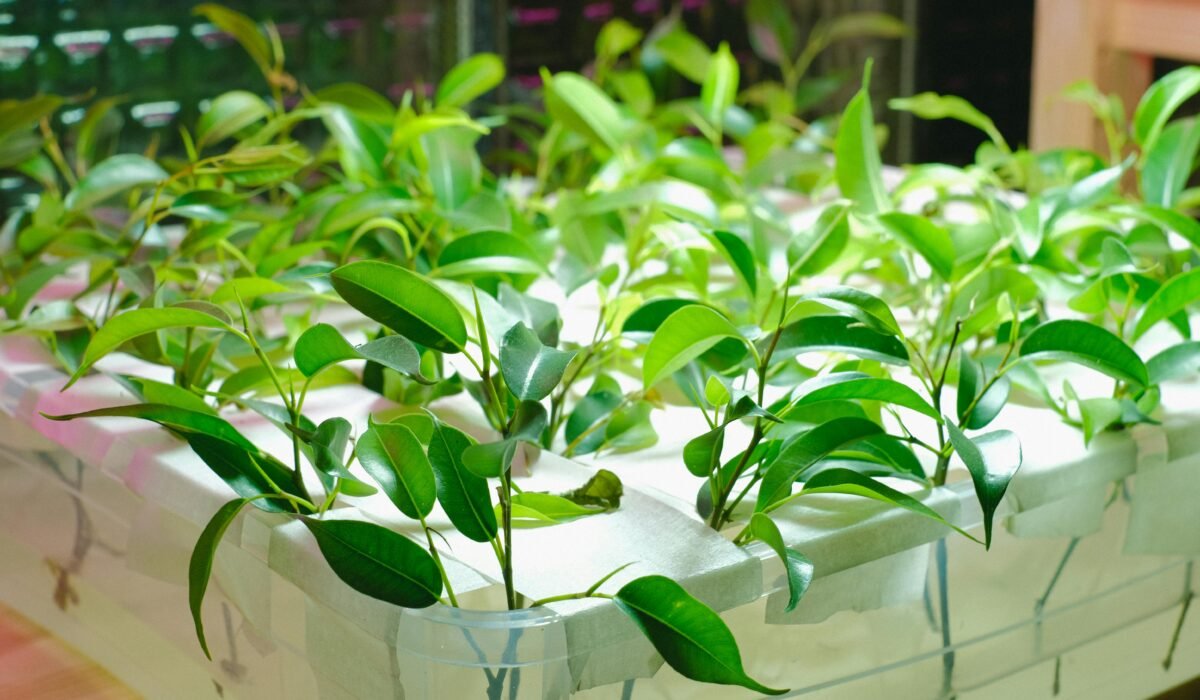 Vibrant green plants thriving in a hydroponic greenhouse. Ideal for sustainable agriculture concepts. — Photo by Anna Shvets on Pexels