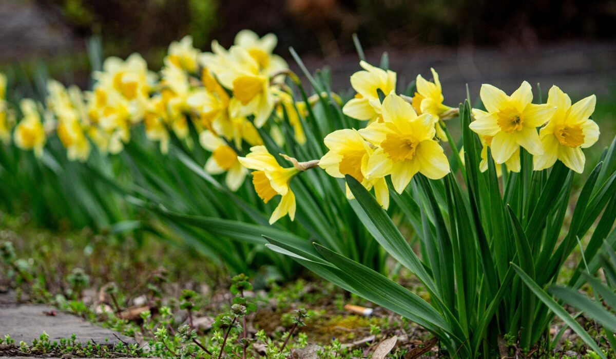 Vibrant yellow daffodils blooming in a lush spring garden, symbolizing renewal. — Photo by Natalia Sevruk on Pexels