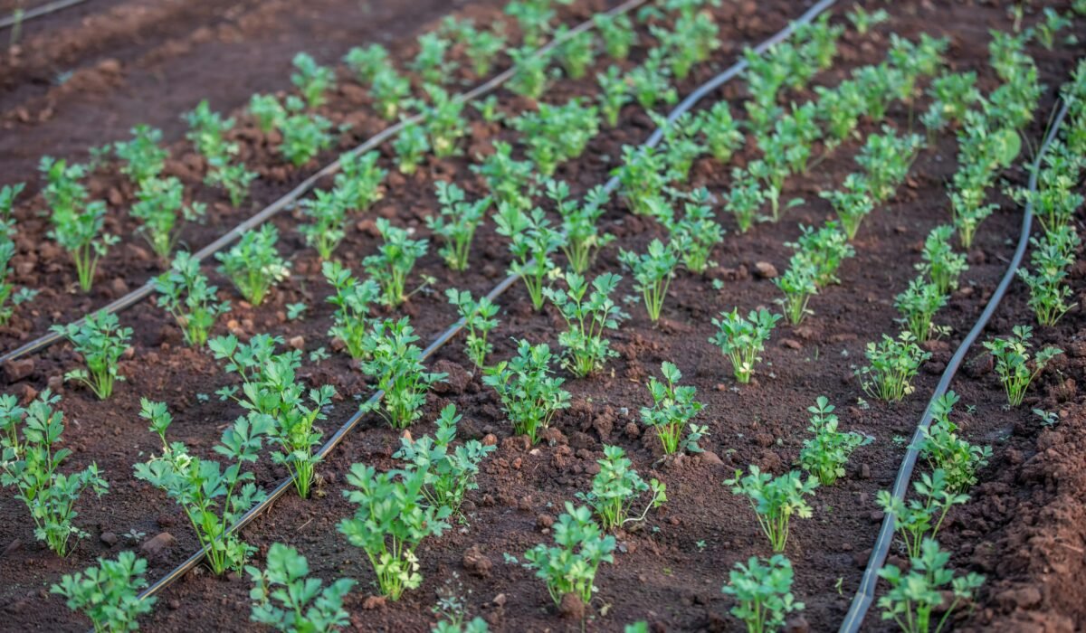Young vegetable plants growing with drip irrigation system in a fertile field. — Photo by Anil Sharma on Pexels
