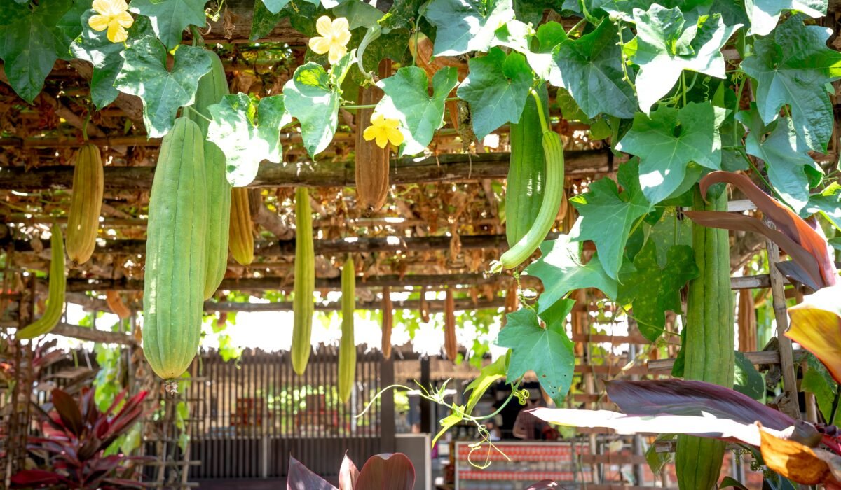 Green lianas growing on roof of terrace with yellow flowers and green long vegetables on sunny summer day — Photo by Quang Nguyen Vinh on Pexels