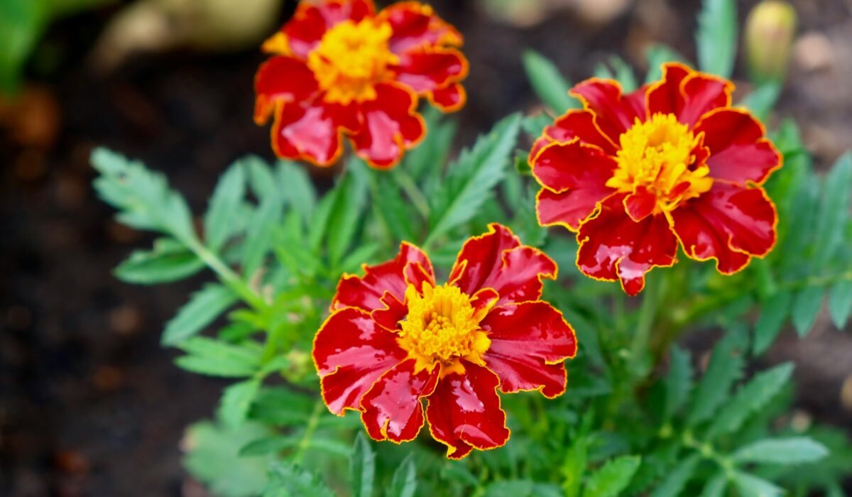 Bright red and yellow marigold flowers in full bloom against a blurred background. — Photo by Niko D on Pexels