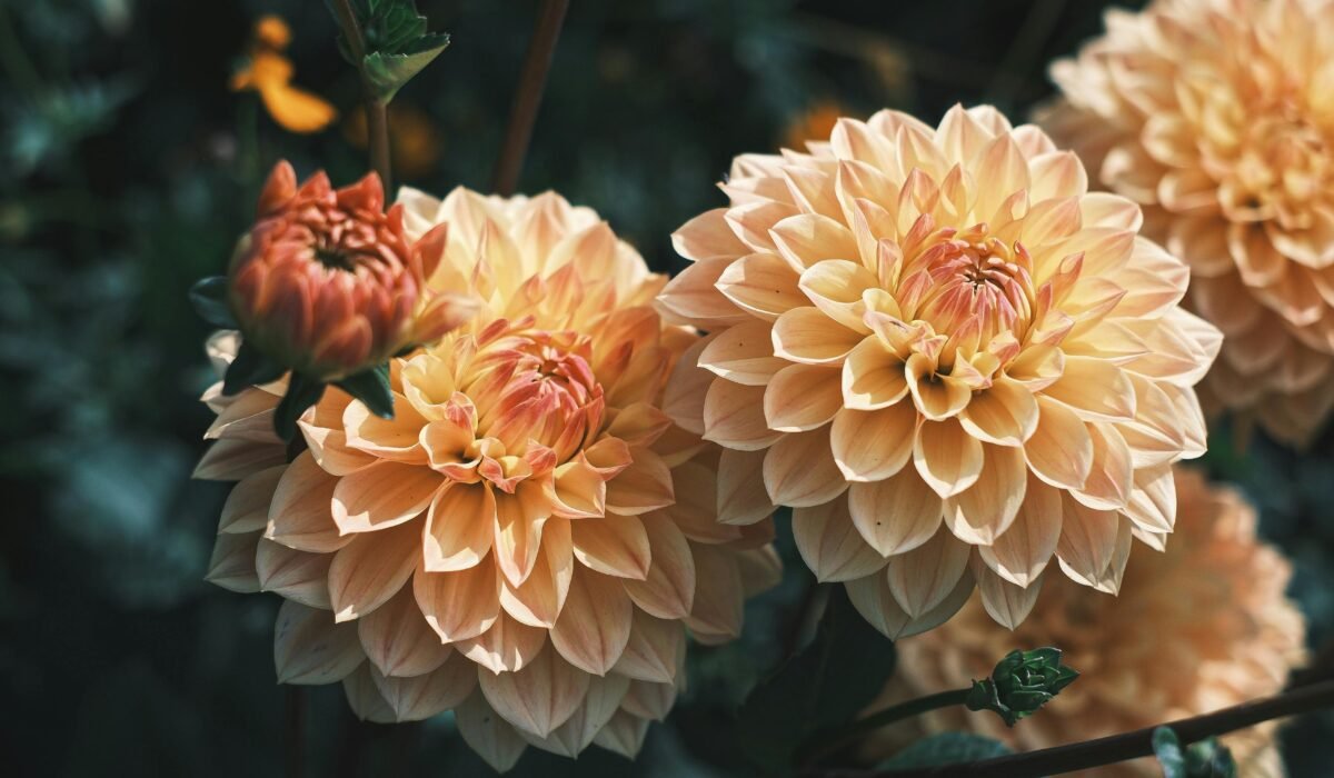 Close-up of vibrant yellow dahlias, showcasing their intricate petal patterns against a blurred background. — Photo by Carsten Busch on Pexels