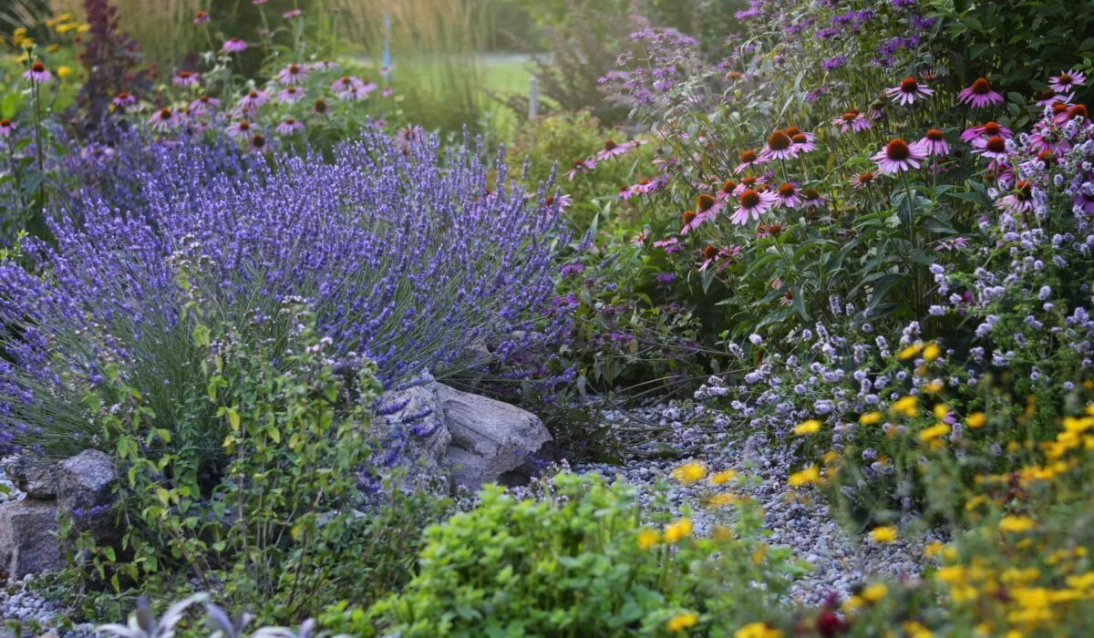 Colorful summer garden with lavender, coneflowers, and diverse floral blooms. — Photo by Anna on Pexels