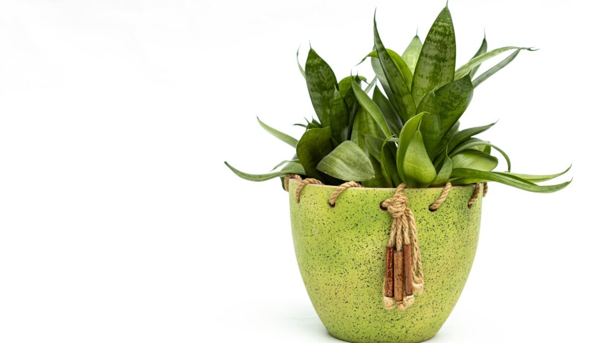 Close-up of a lush snake plant in a stylish green pot against a white backdrop. — Photo by Boris Hamer on Pexels