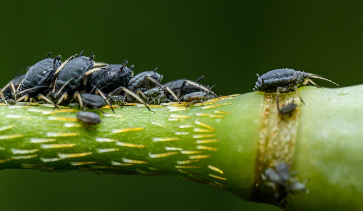 Macro shot of a group of aphids on a plant stem, showing detailed texture and natural setting. — Photo by Petr Ganaj on Pexels