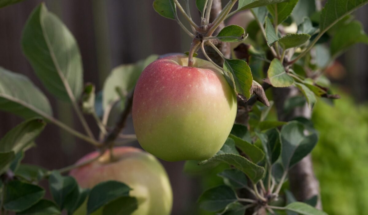 Close-up of a ripe apple hanging from a tree branch, highlighting organic growth. — Photo by Lawrence Schaefer on Pexels