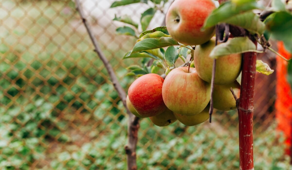 Close-up of ripe apples hanging on a branch, showcasing fresh fruit in an outdoor orchard. — Photo by Julia Filirovska on Pexels