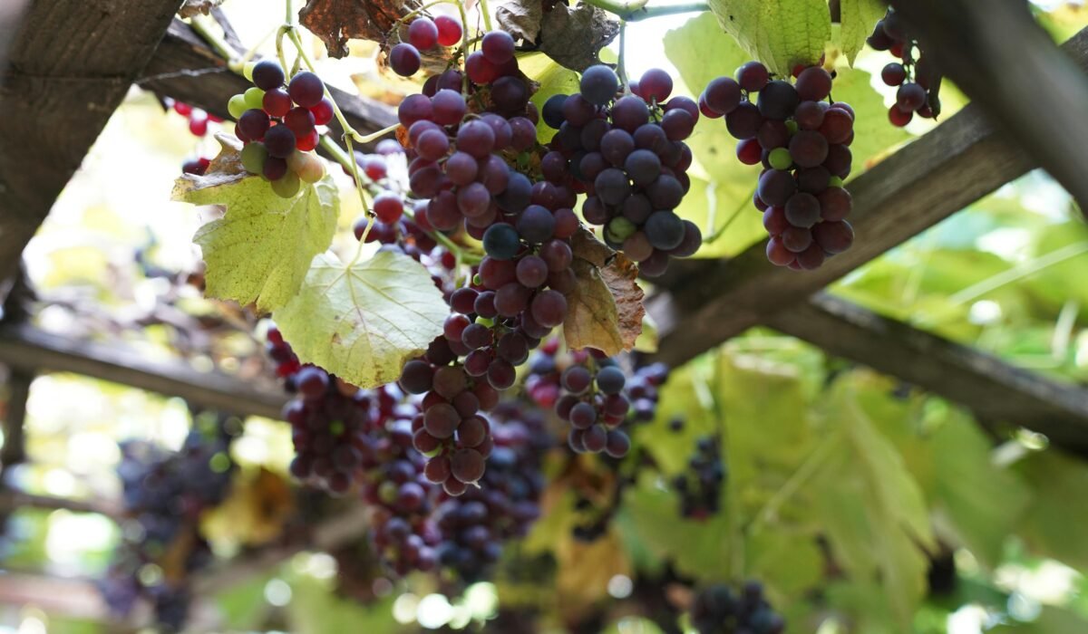 Clusters of ripe grapes hang on a vineyard trellis, basking in natural sunlight. — Photo by Tahir Xəlfə on Pexels