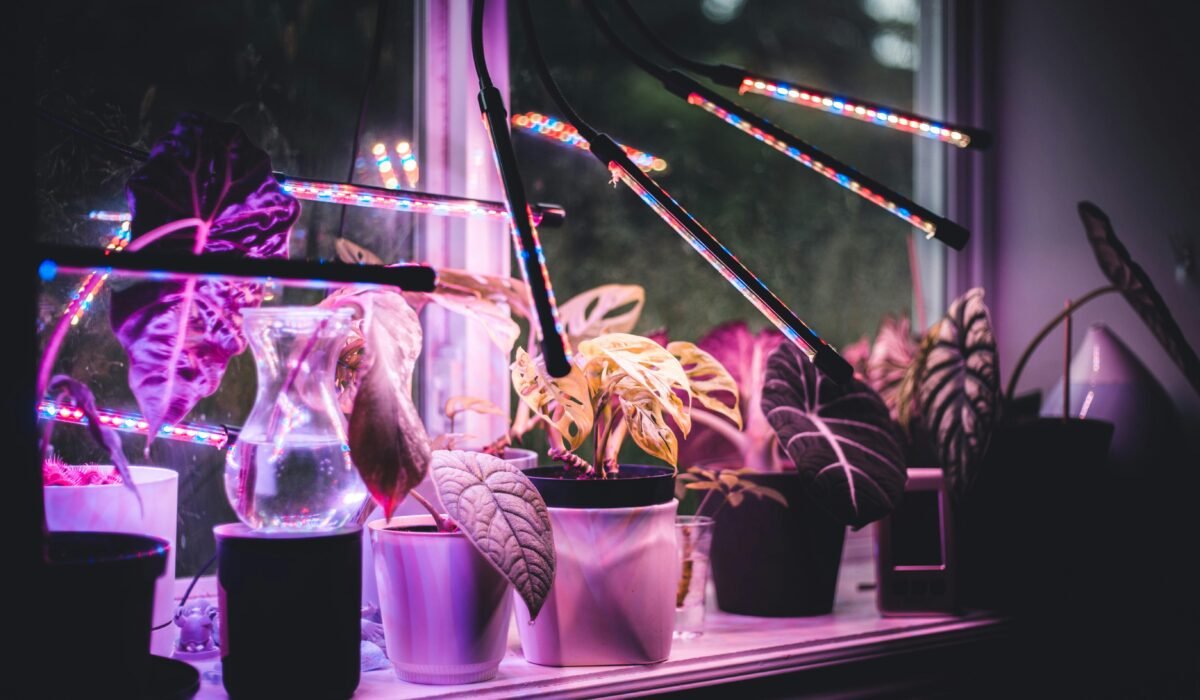 A colorful display of potted plants illuminated by LED grow lights on a windowsill. — Photo by Erik Mclean on Pexels