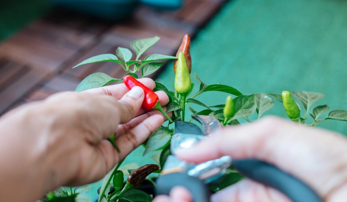 Hands harvesting ripe chilies from a plant using pruning shears outdoors. — Photo by Prathyusha Mettupalle on Pexels