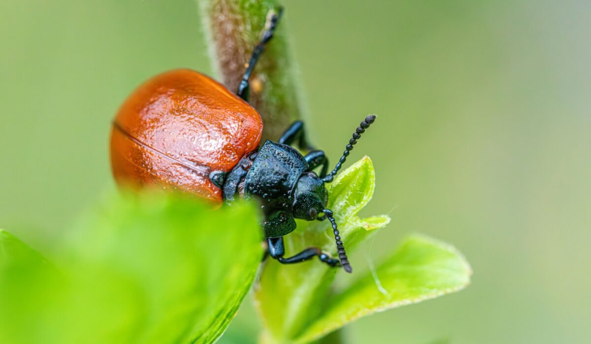 Close-up of a red poplar leaf beetle (Chrysomela populi) on a vibrant green leaf. — Photo by Erik Karits on Pexels