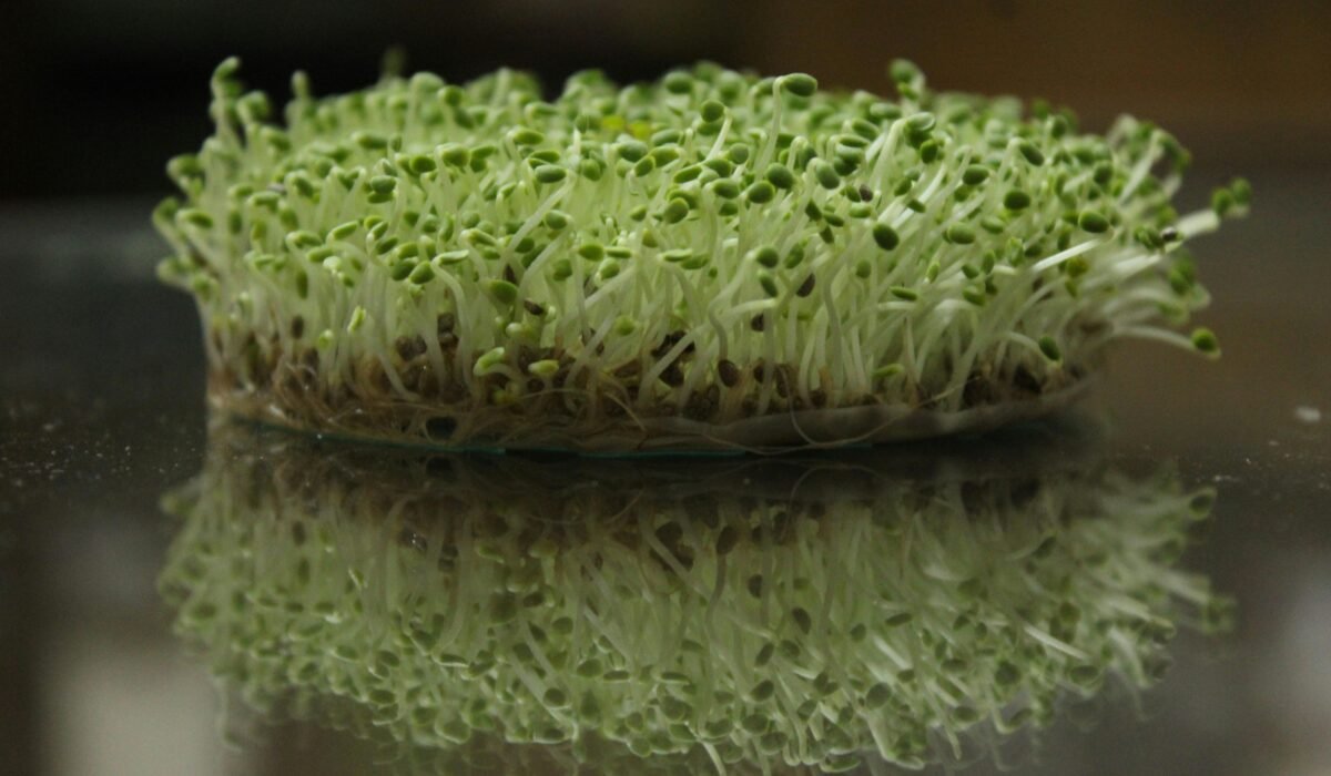 Fresh green microgreens reflect on a surface, showcasing their vibrant growth. — Photo by Jahra Tasfia Reza on Pexels